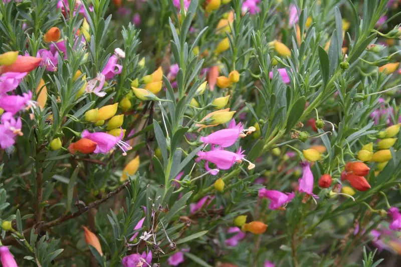 Focus Species – Eremophila`s (Emu Bush)
